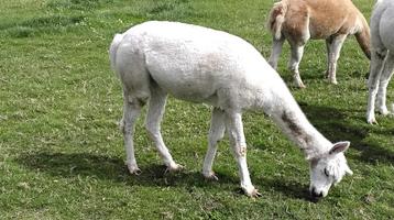 Alpaca merrie beschikbaar voor biedingen