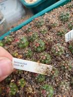 cactus Ferocactus fordii, Tuin en Terras, Ophalen of Verzenden