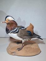 Pronkstuk! Opgezette mandarijneend. Uniek mooi., Ophalen of Verzenden