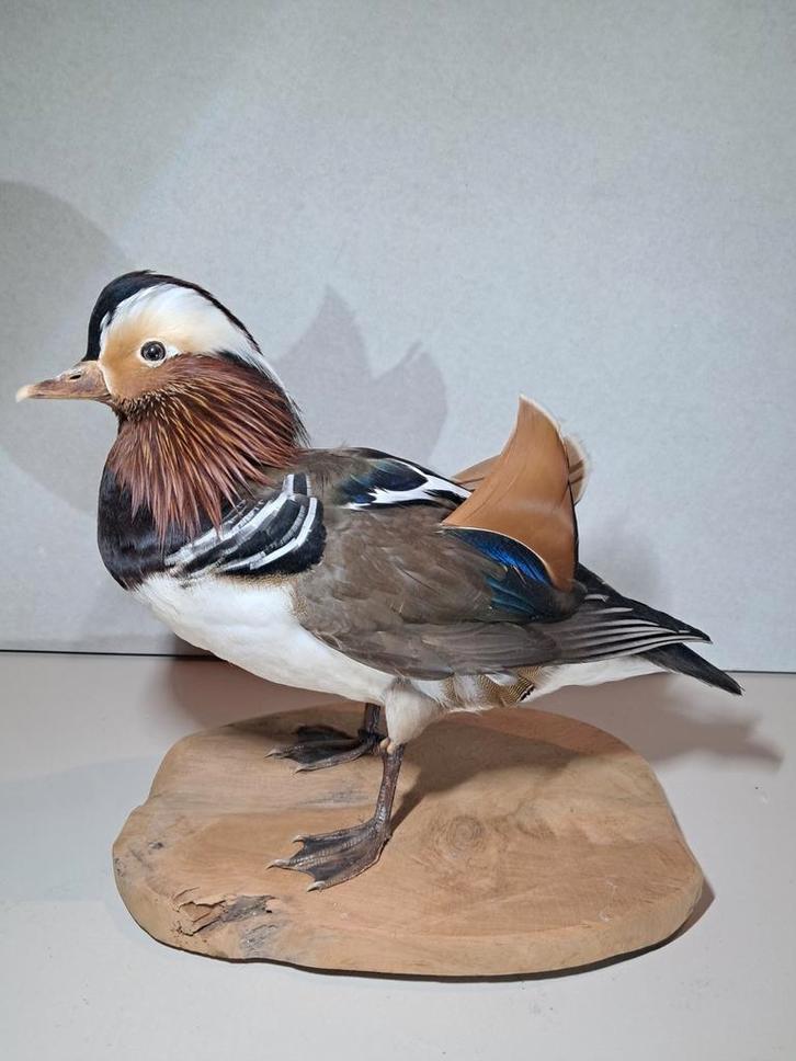 Pronkstuk! Opgezette mandarijneend. Uniek mooi., Verzamelen, Dierenverzamelingen, Ophalen of Verzenden