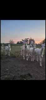 Witte geiten te koop, Dieren en Toebehoren, Schapen, Geiten en Varkens, Meerdere dieren, Geit, 0 tot 2 jaar