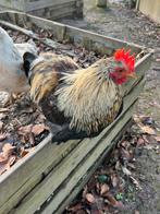 Tam haantje, Dieren en Toebehoren, Pluimvee, Mannelijk, Kip