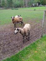 schapen, Dieren en Toebehoren, Schapen, Geiten en Varkens, Meerdere dieren, Schaap, 0 tot 2 jaar