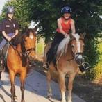 Verzorg paard gezocht, Dieren en Toebehoren, Paarden