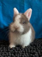 Kleurdwerg rammetjes