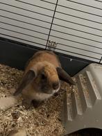 Mini lop konijn vrouw, Dieren en Toebehoren, Vrouwelijk, Dwerg, Hangoor, 0 tot 2 jaar