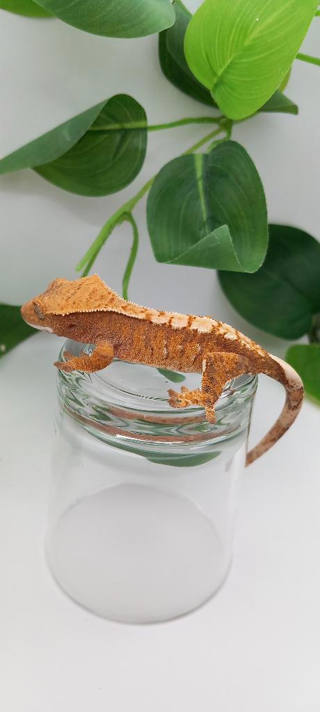 1.0 Extreme Harlequin wimpergekko man, Animaux & Accessoires, Reptiles & Amphibiens, Lézard, 0 à 2 ans, Domestique