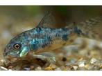 Corydoras, Dieren en Toebehoren, Vissen | Aquariumvissen, Vis, Zoetwatervis, Schoolvis