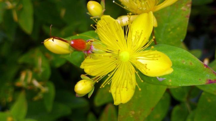 Hershooi Hypericum calysinum, Tuin en Terras, Planten | Tuinplanten, Vaste plant, Bodembedekkers, Halfschaduw, Lente, Ophalen