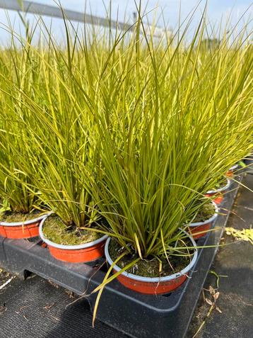 Carex howardii ‘Phoenix Green’ P10,5cm beschikbaar voor biedingen
