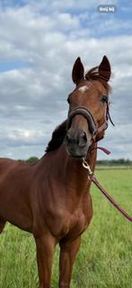‼️Paard te koop‼️, Dieren en Toebehoren, Paarden, Ruin, Zadelmak, 3 tot 6 jaar, Gechipt
