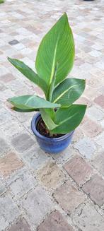 Canna Pretoria, Ophalen