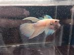 Betta veiltail pineapple unicorn, Poisson