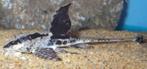 Weer binnen!!! Loricaria sp. Rio Atabapo 8-10 cm!!!, Vis, Zoetwatervis
