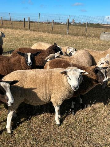 Prachtige kudde van 60 stuks mooie jonge rammen schapen beschikbaar voor biedingen