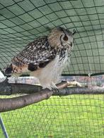 Koppel Bengaalse oehoe licht versie, Dieren en Toebehoren, Vogels | Overige Vogels, Meerdere dieren, Roofvogel, Geringd