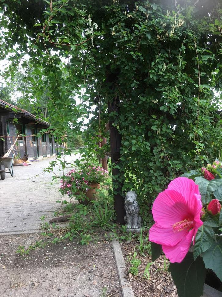 Dressuurstal Elzenbos heeft plekje vrij!!, Dieren en Toebehoren, Paarden