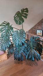 monstera, Huis en Inrichting, Kamerplanten, Ophalen