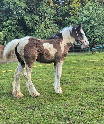 Super lief mooi tinker/ irish cob merrie veulen te koop, Jument