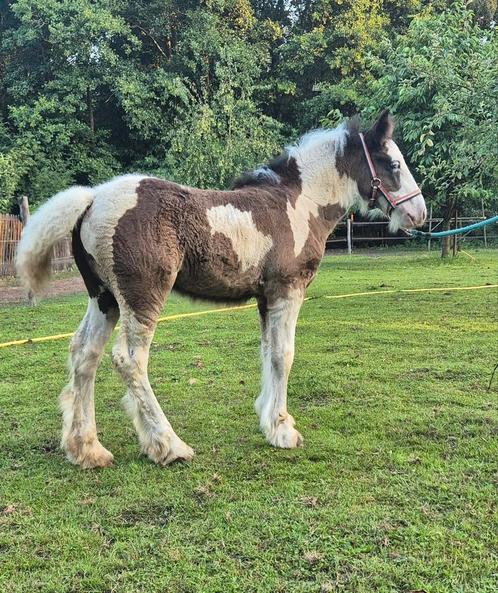 Super lief mooi tinker/ irish cob merrie veulen te koop, Dieren en Toebehoren, Pony's, Merrie