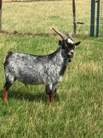 Prachtige zwart hermelijn dekbok., Dieren en Toebehoren, Schapen, Geiten en Varkens, Mannelijk
