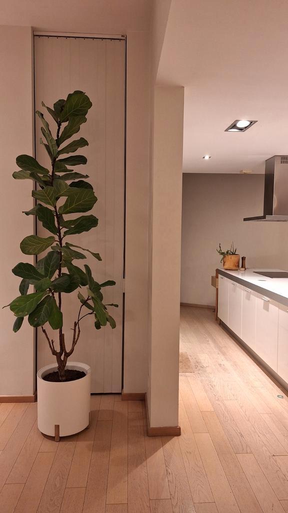 ZEER GROTE Ficus lyrata 2.25 m hoog, Huis en Inrichting, Kamerplanten, Ficus, Ophalen