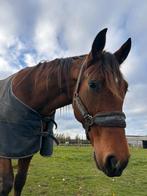 Paard te koop, Dieren en Toebehoren, Paarden, Gechipt, Ruin, 3 tot 6 jaar, 160 tot 165 cm