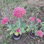 Sedum vaste plant, Ophalen, Vaste plant