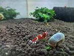 Red ruby caridina garnalen met 2 rugstrepen (10voor 25€), Kreeft, Krab of Garnaal, Zoetwatervis