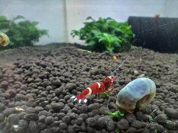 Red ruby caridina garnalen met 2 rugstrepen (10voor 25€) beschikbaar voor biedingen