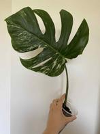 Monstera Deliciosa Variegata nr4, Huis en Inrichting, Kamerplanten, Ophalen of Verzenden