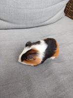 Tamme Cavia's met toebehoren, Dieren en Toebehoren, Knaagdieren, Cavia, Mei, Meerdere dieren, Tam