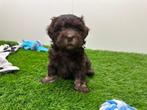 Nestje Havanezer pups