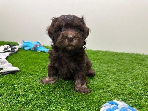 Nestje Havanezer pups, Dieren en Toebehoren, Honden | Chihuahua's en Gezelschapshonden, Meerdere dieren, Overige rassen, Fokker | Professioneel