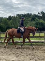 Zadelmak maken of door rijden van jonge paarden, Dieren en Toebehoren, Paarden, Zadelmak