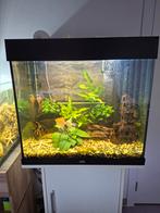 Complete aquarium, Ophalen, Zo goed als nieuw, Gevuld zoetwateraquarium