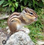 koppel Eekhoorns, September, Mannelijk