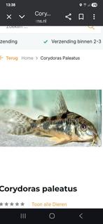 Corydoras paleatus locatie maastricht, Dieren en Toebehoren