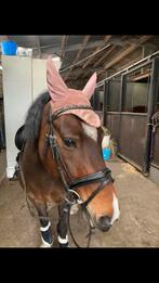 Hoofdstel met bit premiere maat cob, Dieren en Toebehoren, Ophalen, Gebruikt