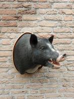 Opgezette kop mini varken taxidermie schedel pig gewei hert, Verzamelen, Ophalen, Boerderijdier, Gewei of Kop