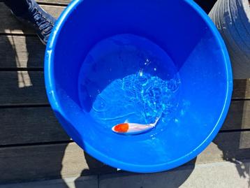 Prachtige koi karpers, Dieren en Toebehoren, Karper of Koi