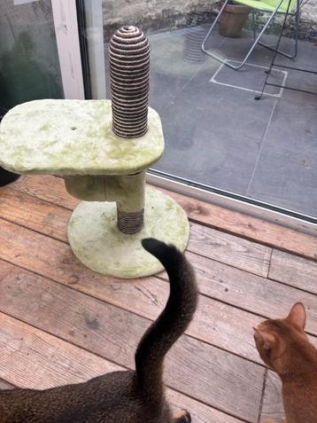krabpaal cactus beschikbaar voor biedingen