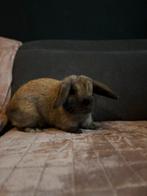 Nederlandse dwerghangoor - uit tentoonstelling, Dieren en Toebehoren, Konijnen, Vrouwelijk, Klein, Hangoor, 0 tot 2 jaar