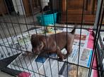 laberador pups, Dieren en Toebehoren, Honden | Retrievers, Spaniëls en Waterhonden, België, Fokker | Hobbymatig, Reu, CDV (hondenziekte)