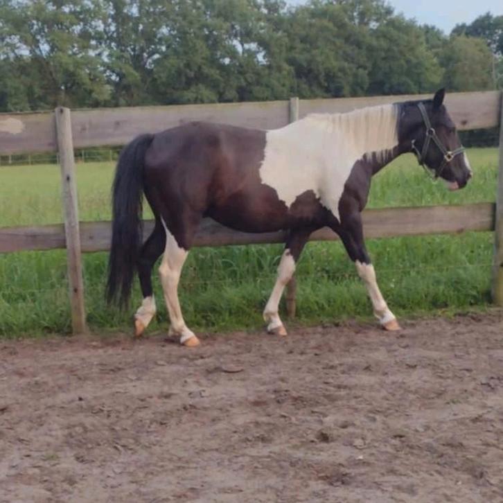 Jonge ruin, Dieren en Toebehoren, Paarden, Ruin, M