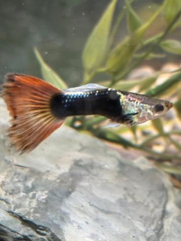 Guppy vissen  beschikbaar voor biedingen