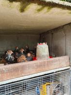 Hokken in beton,zeer gemakkelijk voor jong kippen, Dieren en Toebehoren, Pluimvee