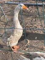 Gans man, Dieren en Toebehoren, Pluimvee, Mannelijk, Gans of Zwaan