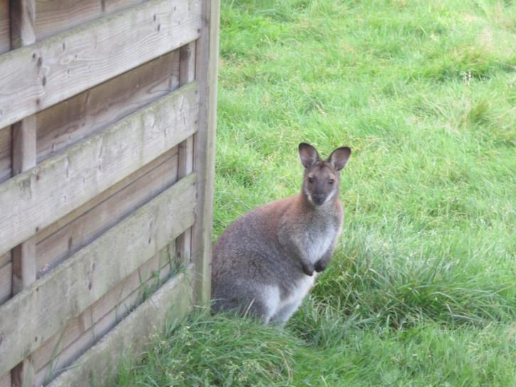 Kangoeroe , wallaby, Dieren en Toebehoren, Overige Dieren, Mannelijk, Februari