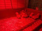 Cream legbar kuikens te koop